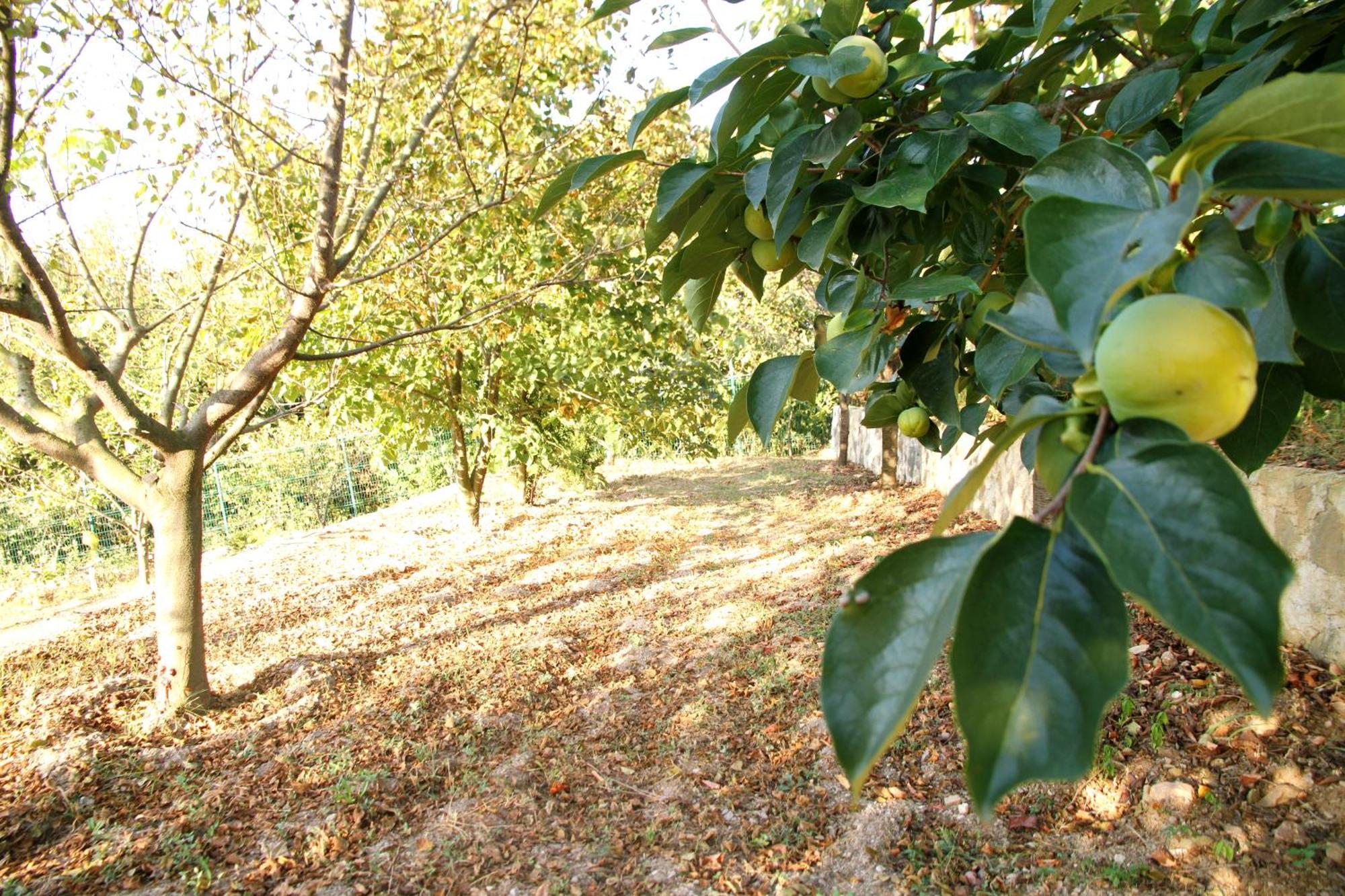 Bizim Ev Villa Sapanca Exteriör bild
